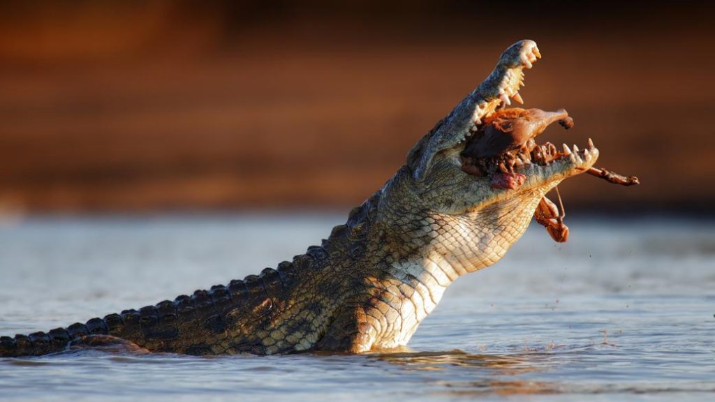 Crocodile Eating. Ketosis is our optimal state.