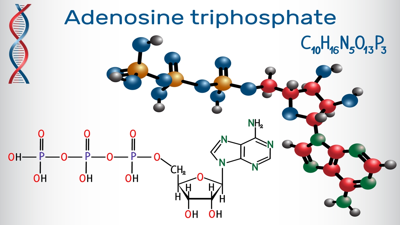 ATP Adenosine Triphosphate Formula