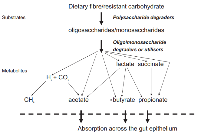 Ketosis Dynamics Management. Fermentation of dietary fibres