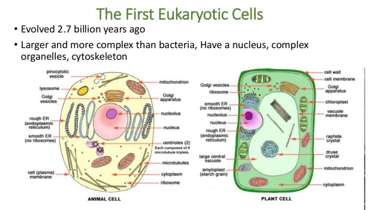 Animal and Plant Cells